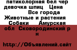 патиколорная бел/чер девочка шпиц › Цена ­ 15 000 - Все города Животные и растения » Собаки   . Амурская обл.,Сковородинский р-н